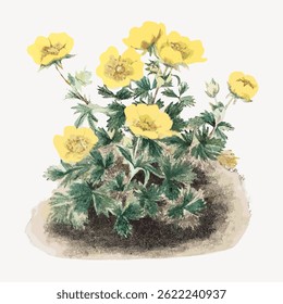 Illustration of a flowering plant with yellow flowers and green leaves. The yellow flowers are vibrant, and the green leaves are lush, creating a lively scene. Vintage flower illustration vector.