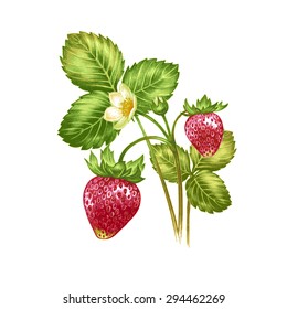 Illustration with flowering strawberry bush with berries isolated on white background. To create greeting cards, wedding invitations, congratulations patterns and ornaments. Vector.
