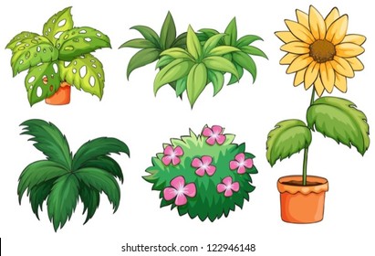 Illustration of flowerpots and plants on a white background