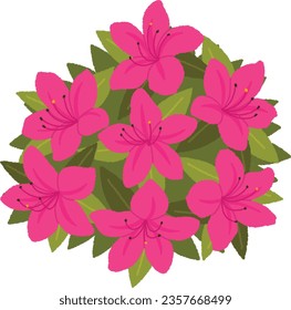 illustration of flowers. Azalea is a flowering tree that is strong, has good flowers, and is easy to grow.