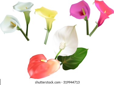 illustration with flowers collection isolated on white background