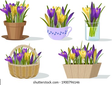 Illustration with flowers in different flowerpots.Multi-colored crocuses in different flowerpots on a white background in vector illustration.