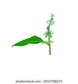 Illustration of flowers and leaves of Basil or Terna, in Thailand called Manglak known by the scientific name Ocimum Africanum, isolated on a white background