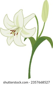 illustration of flowers. The lily has speckled orange flowers that bloom upwards. It can be planted in a pot or in the garden.