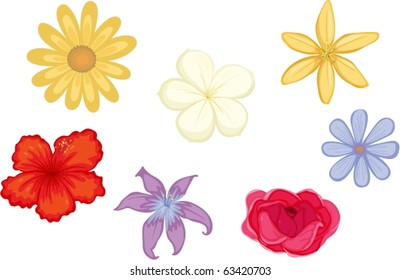 illustration of flowers on a white background