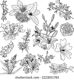 illustration with flowers outlines collection isolated on white background