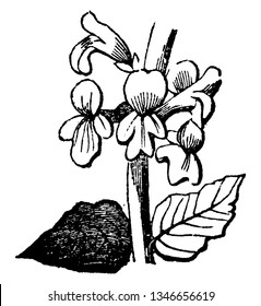 An illustration of flower's part - leaf & petals of Narcissus flowering plant. Narcissus is found primarily to Germany (Europe), vintage line drawing or engraving illustration.