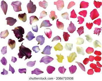 illustration with flowers petals isolated on white background