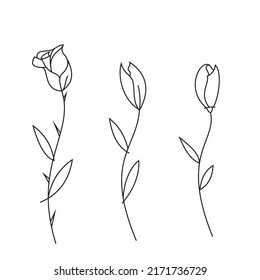 illustration flowers rose  and tulips, outline flowers set, concept, tatto idea, vector graphic