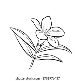 Illustration of flowers in thin line style. Sketch of a flower with a hand drawing