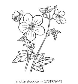 Ilustración de flores en línea delgada. Esbozo de una flor con un dibujo a mano