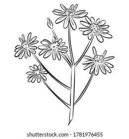 Illustration of flowers in thin line style. Sketch of a flower with a hand drawing