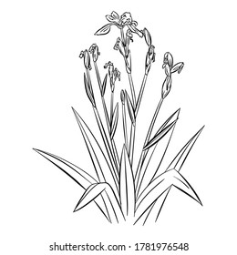 Illustration of flowers in thin line style. Sketch of a flower with a hand drawing