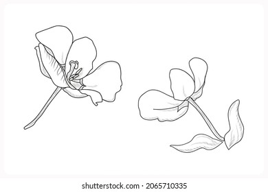 Illustration of an flowers.Design in the style of engraving.Image on a white background.
