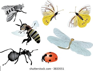 illustration with fly, ant, bee, butterflies, ladybug and dragonfly