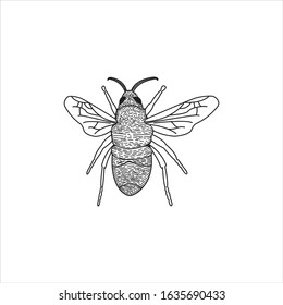 Illustration fly bee sign abstract vintage old logo template