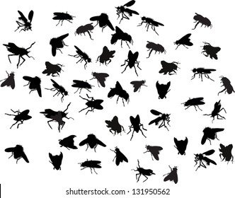 illustration with fly silhouettes isolated on white background