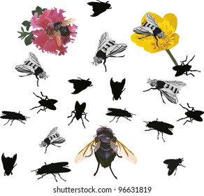 illustration with fly silhouettes isolated on white