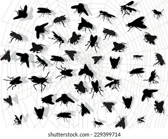 illustration with fly silhouettes in spider web isolated on white background