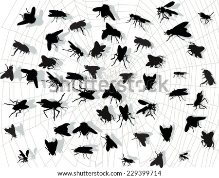 illustration with fly silhouettes in spider web isolated on white background