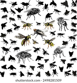 illustration with fly and wasp silhouettes isolated on white background