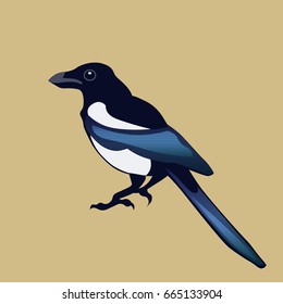 Illustration of flying black and white magpie in vector