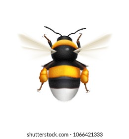 Illustration of Flying Bumblebee Species Bombus Terrestris Common Name Buff-Tailed Bumblebee or Large Earth Bumblebee. Top View on White Background