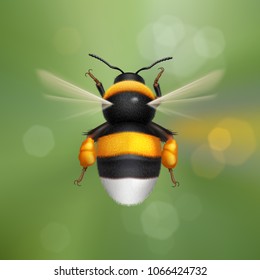 Illustration of Flying Bumblebee Species Bombus Terrestris Common Name Buff-Tailed Bumblebee or Large Earth Bumblebee. Top View on Blur Nature Background - Shutterstock ID 1066424732