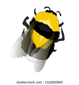 Illustration of Flying Bumblebee. Top View on White Background