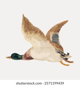 Illustration of a flying duck with brown wings and a green head. The duck is in mid-flight, showcasing its detailed feathers and graceful movement. Vintage illustration isolated on white, vector.