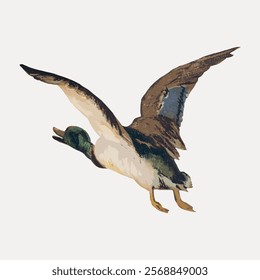 Illustration of a flying duck with outstretched wings. The duck, with detailed feathers, is in mid-flight. Duck in motion, wings spread, flying gracefully. Vintage illustration isolated, vector.