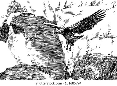 Illustration of flying Griffon Vulture (Gyps fulvus). Hand drawing ink.