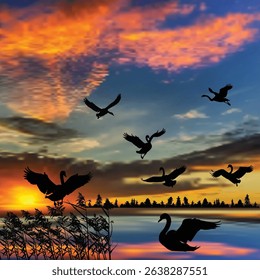 illustration with flying swans large group on sunset background