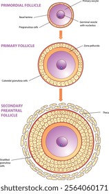 illustration of follicle development stages diagram - vector