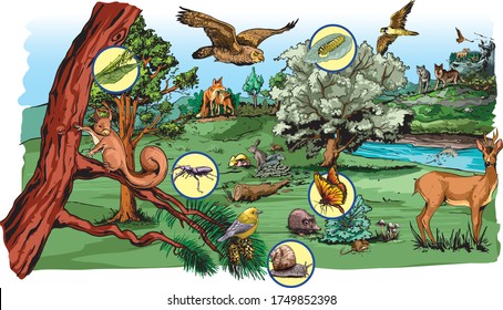 Illustration of food chain in forest for school excersise.