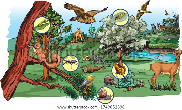 Illustration of food chain in forest for\
school excersise.