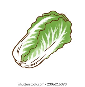 Illustration Food ingredienvegetable Chinese cabbage