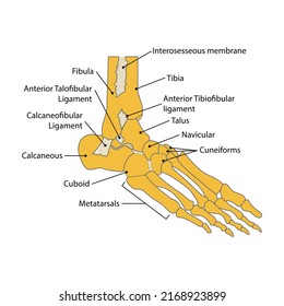 Illustration Foot Bone Vector On White Stock Vector (Royalty Free ...