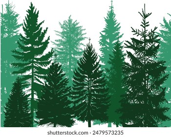 illustration with forest from evergreen trees isolated on white background