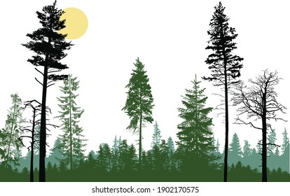 illustration with forest isolated on white background