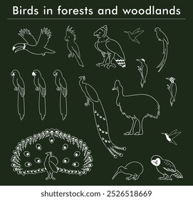 illustration of forest and woodland birds
