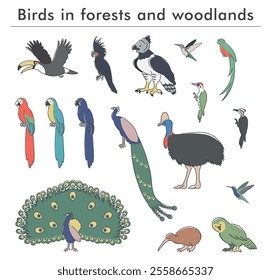 illustration of forest and woodland birds
