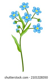 Illustration of forget me not flower. Beautiful decorative spring plant.
