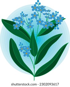 Illustration, The forget me not flower on soft blue circle background.
