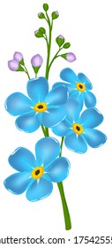 illustration with forget-me-not flower, isolated on white