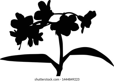 Illustration Forgetmenot Flower Silhouette Isolated On Stock Vector ...