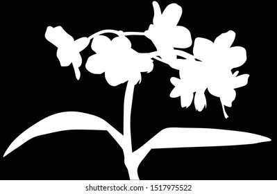illustration with forget-me-not flower silhouette isolated on black background