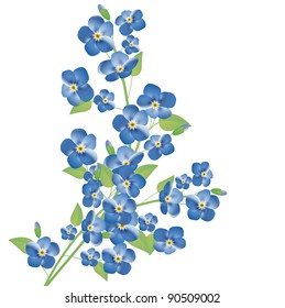 illustration of the forget-me-not flowers over white background