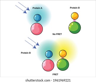 Illustration Of Forster Resonance Energy Transfer Assay Or FRET. 