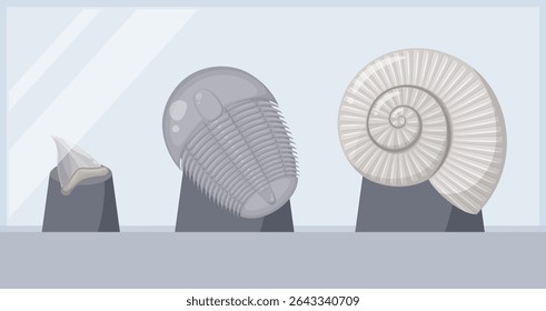 Illustration of fossils of ammonites, trilobites, and shark teeth displayed in a glass case